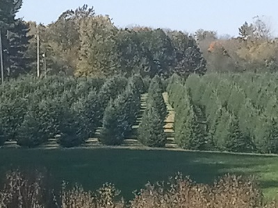 christmas trees farm ohio