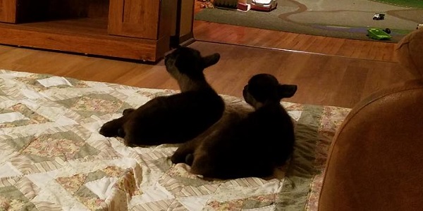 kleerview farm christmas trees baby reindeer