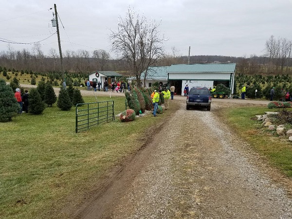 kleerview farm christmas trees busy day