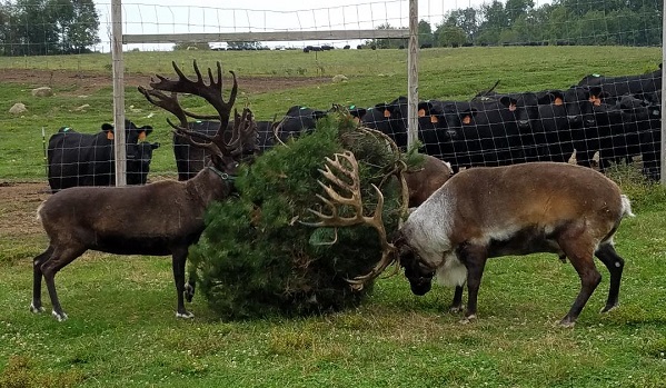kleerview farm christmas tree reindeer