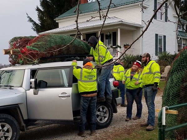 loading christmas trees kleerview farms