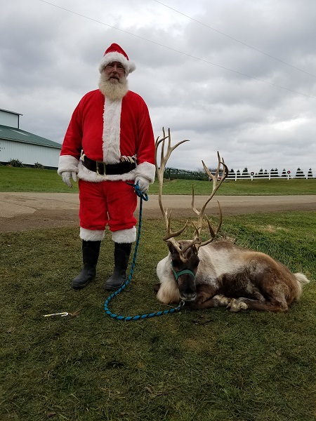 santa claus kleerview farm christmas
                      trees