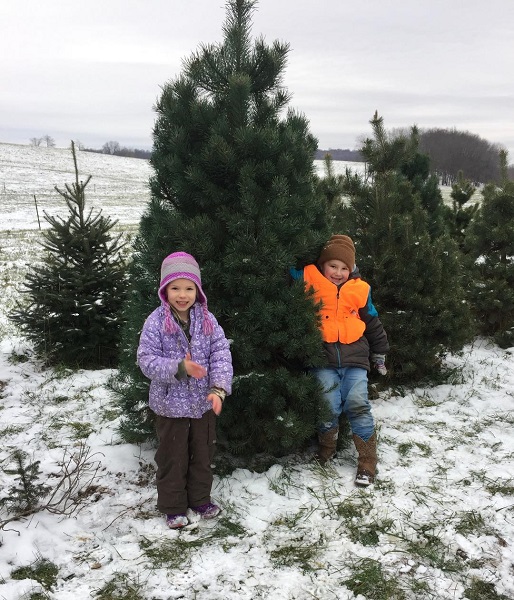 kleerview farm christmas tree