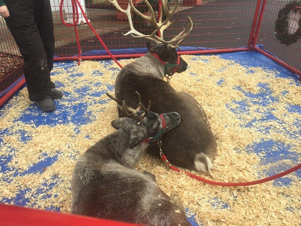 kleerview farm christmas reindeer displays