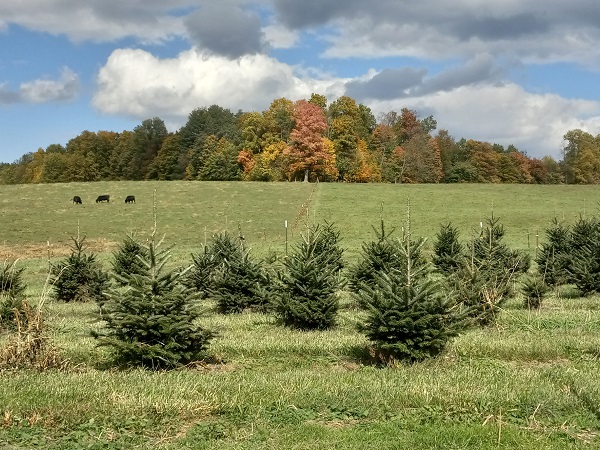 christmas tree
                          farm ohio