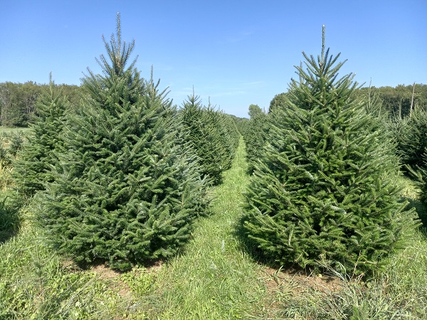 christmas trees
                          farm ohio