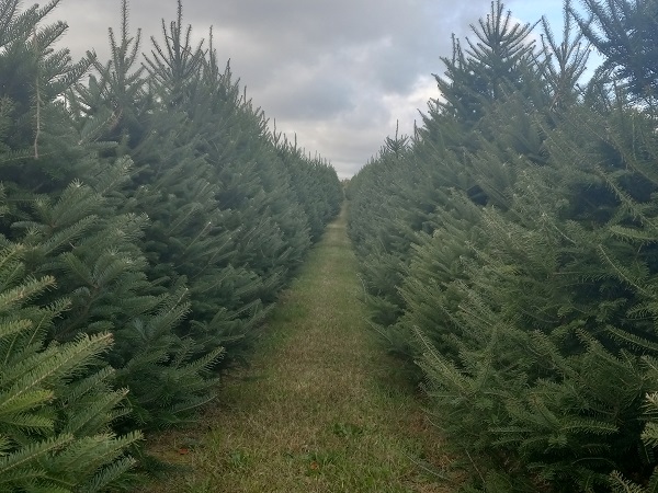 christmas
                          trees farm ohio