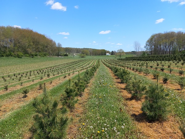christmas trees
                          planted kleerview farm