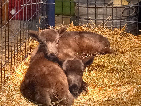 baby reindeer christmas tree farm ohio