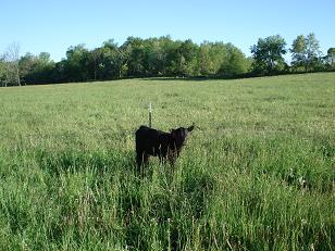 kleerview christmas trees