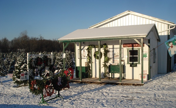 kleerview farm christmas trees 2013