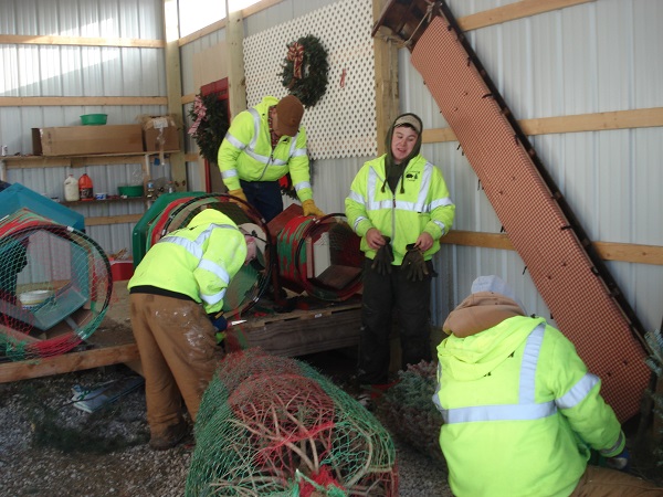 kleerview farm christmas trees 2013