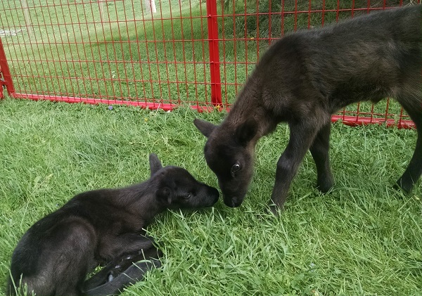 reindeer kleerview farm