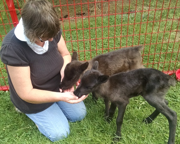 reindeer calves kleerview
                      farm