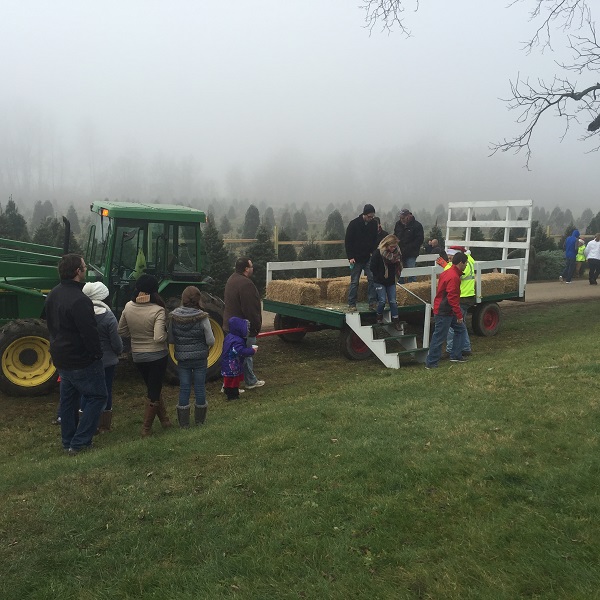 kleerview farm christmas trees