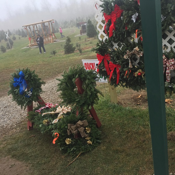 kleerview farm christmas trees