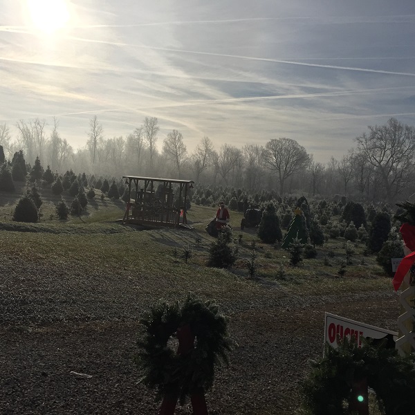 kleerview farm christmas trees