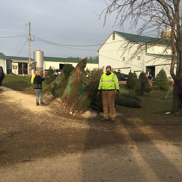 kleerview farm christmas trees
