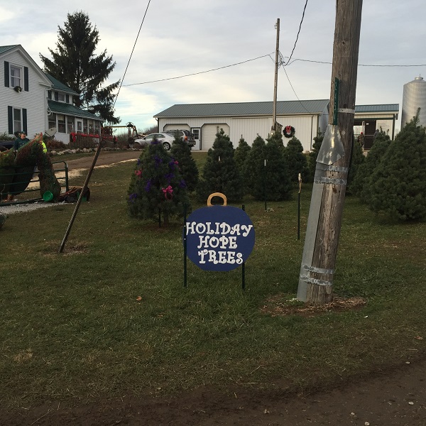 kleerview farm christmas trees