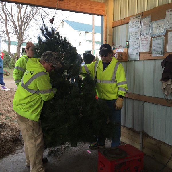 kleerview farm christmas trees