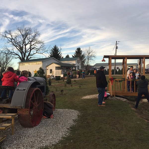 kleerview farm christmas trees
