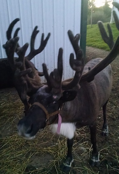 reindeer kleerview farm