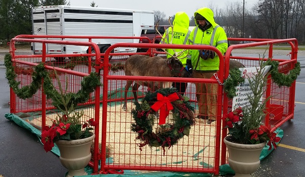kleerview farm reindeer rental display