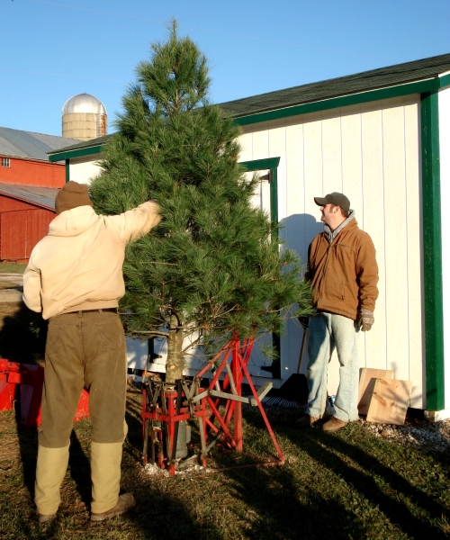 fresh cut
                  christmas trees