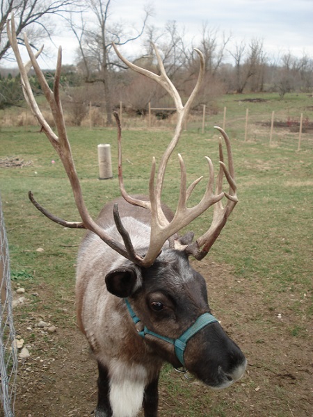 reindeer christmas kleerview farm ohio