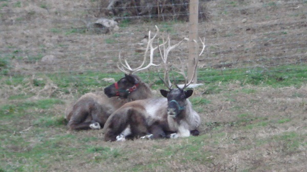 reindeer kleerview farm bellville ohio christmas
                trees