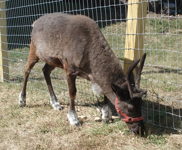 reindeer at kleerview farm
