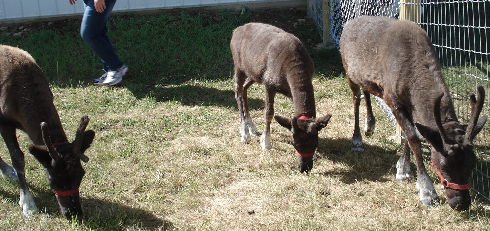 three reindeer at kleerview farm