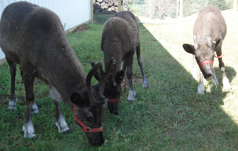 kleerview farm reindeer