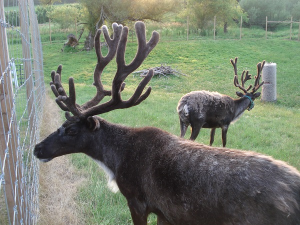 reindeer christmas trees