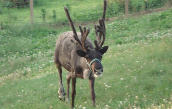 reindeer christmas tree farm