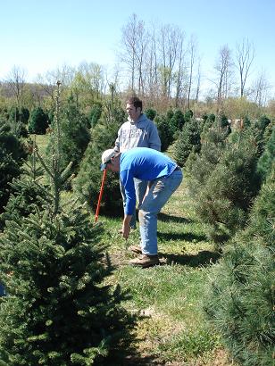 planting trees in 2012