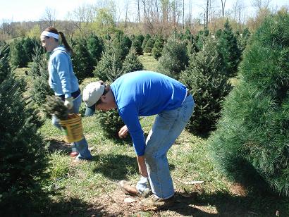 tree
                      planting spring 2012